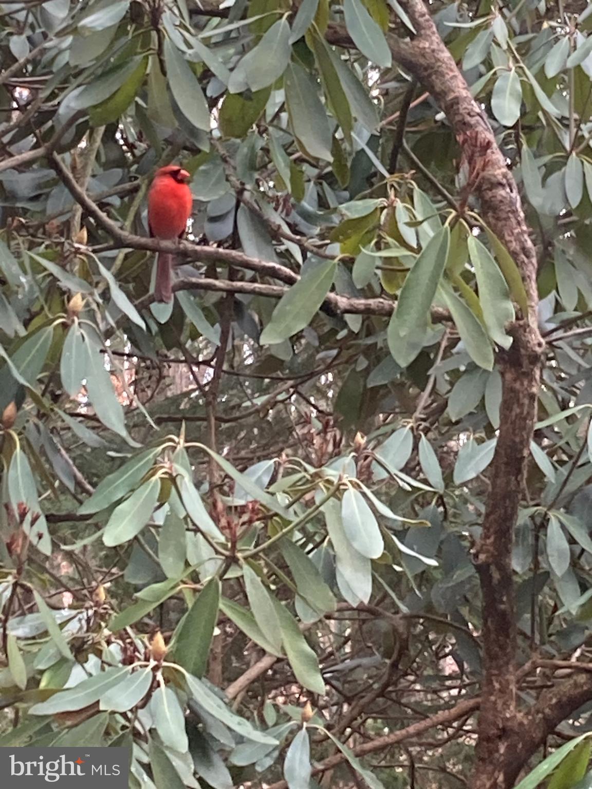 230 Jug Hollow Road Phoenixville, PA 19460 - Photo 37 of 60 a view of a tree with a tree