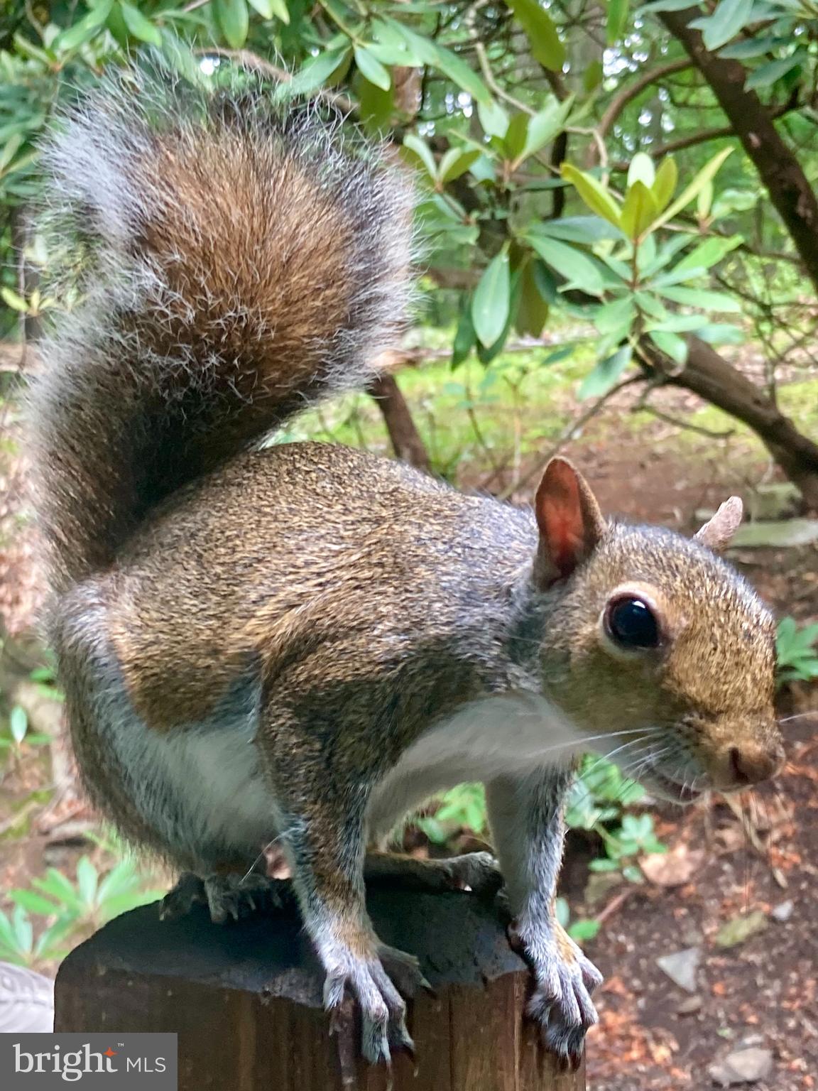 230 Jug Hollow Road Phoenixville, PA 19460 - Photo 38 of 60 a view of banana tree