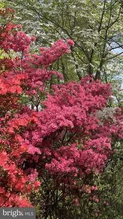 a view of a flower in a garden