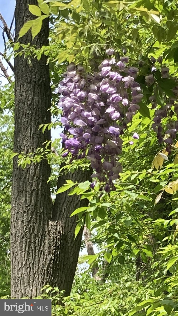 230 Jug Hollow Road Phoenixville, PA 19460 - Photo 40 of 60 a picture of flowers