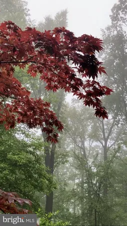 a view of a yard with trees