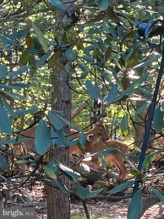 a backyard of a house with lots of green space and garden