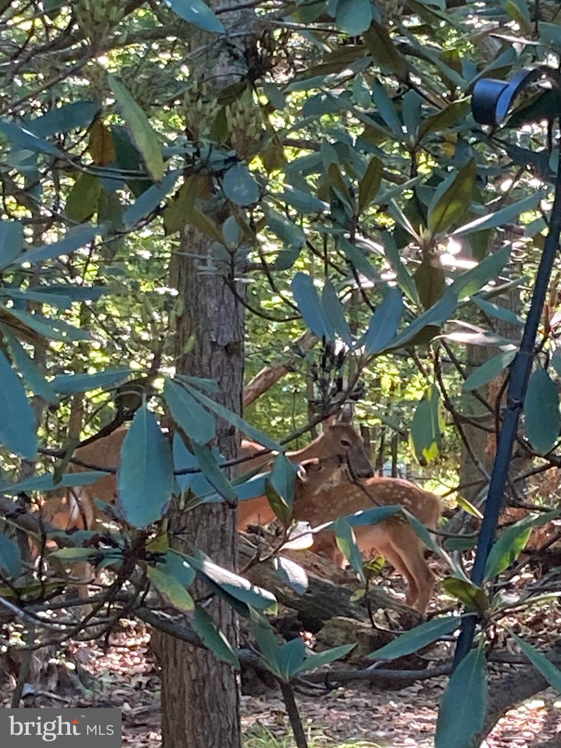 230 Jug Hollow Road Phoenixville, PA 19460 - Photo 42 of 60 a view of tree