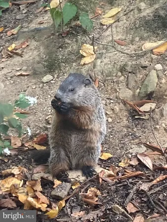 a view of an outdoor space