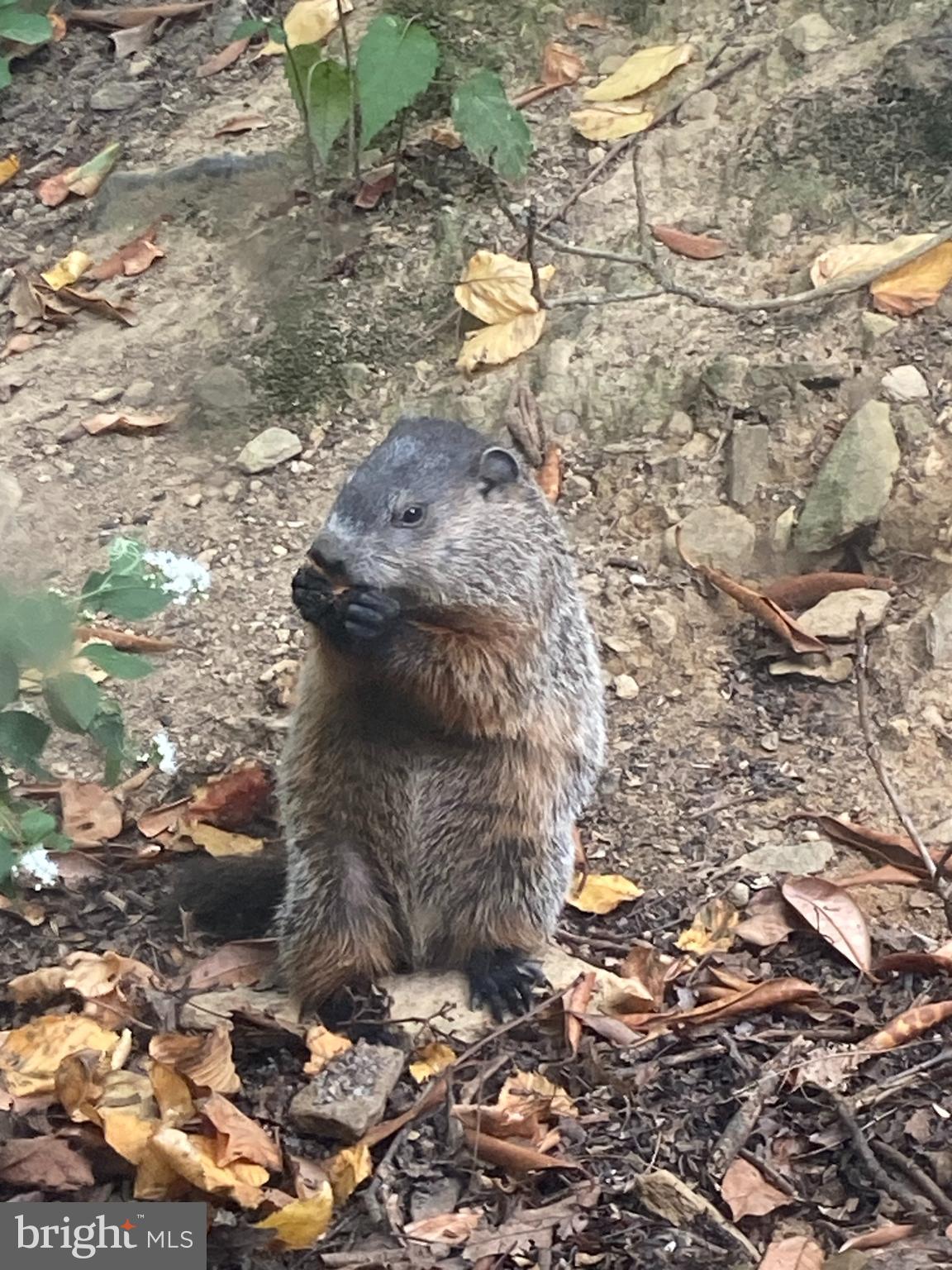 230 Jug Hollow Road Phoenixville, PA 19460 - Photo 43 of 60 a view of a yard with wooden fence