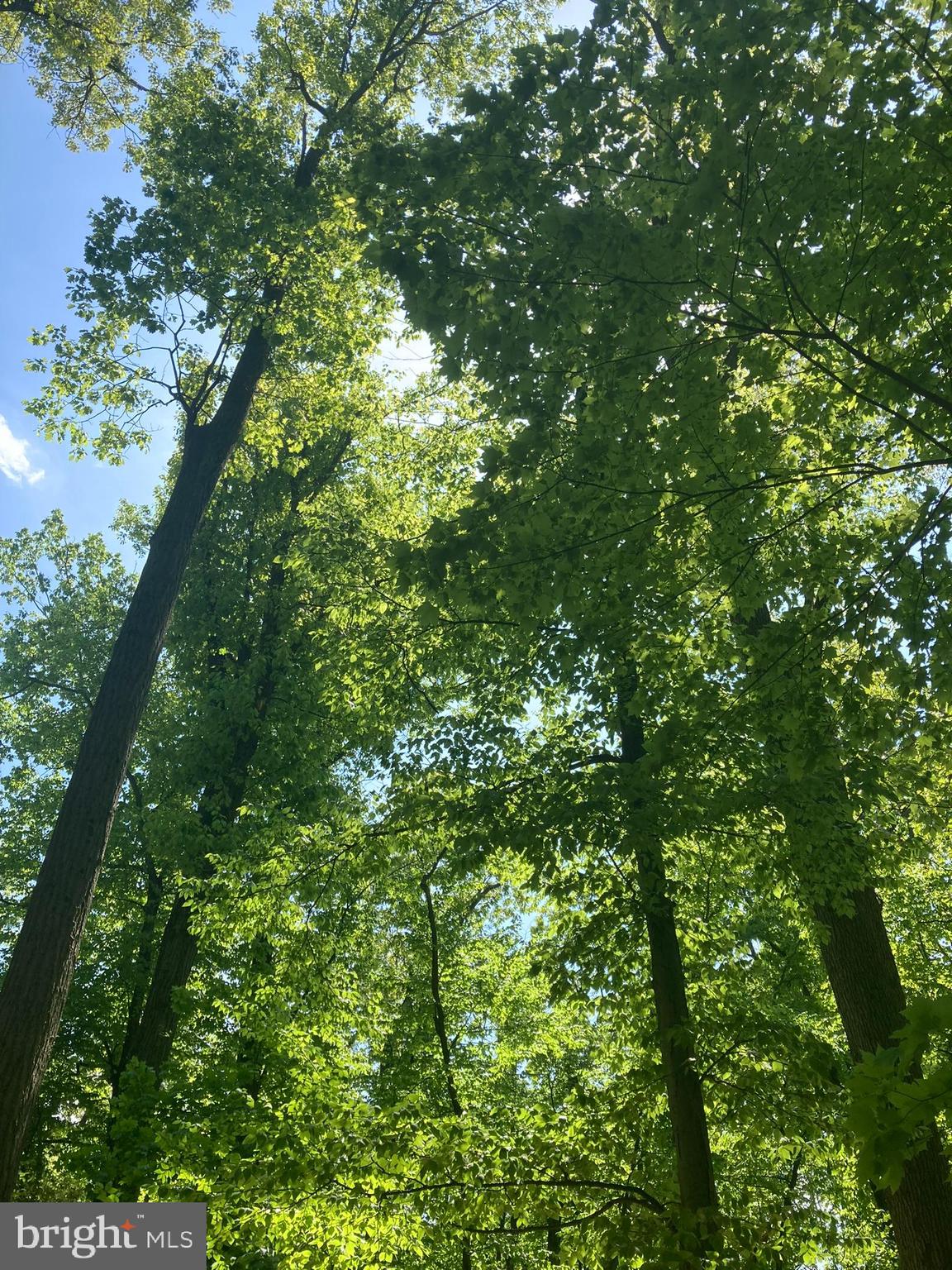 230 Jug Hollow Road Phoenixville, PA 19460 - Photo 44 of 60 a view of a lush green forest