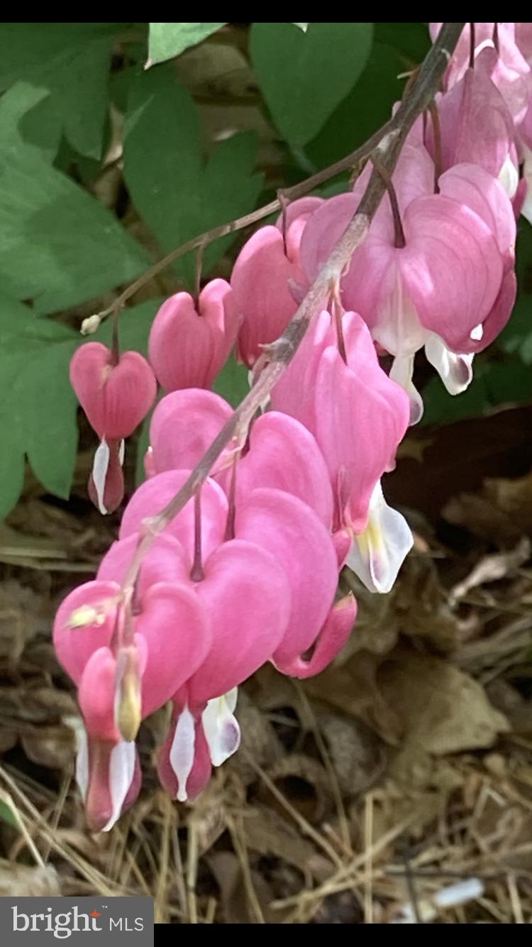 230 Jug Hollow Road Phoenixville, PA 19460 - Photo 45 of 60
