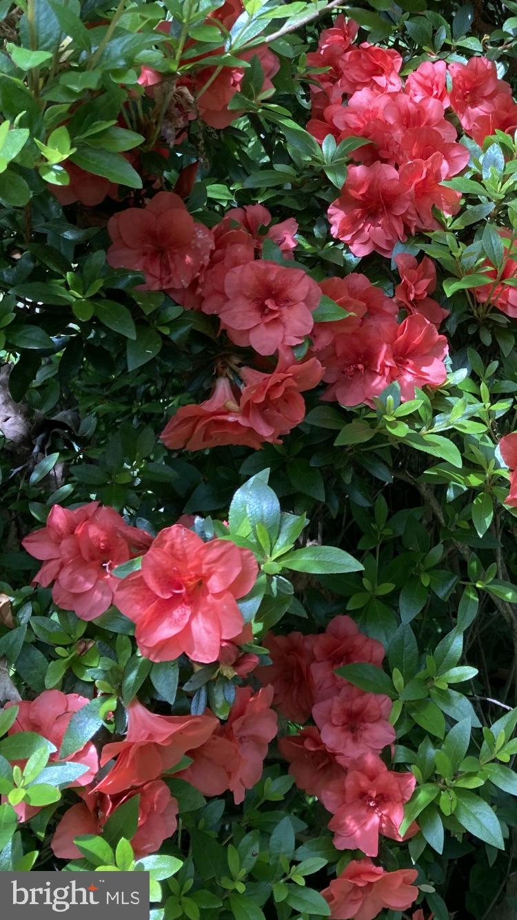 230 Jug Hollow Road Phoenixville, PA 19460 - Photo 46 of 60 a view of a flower in a garden