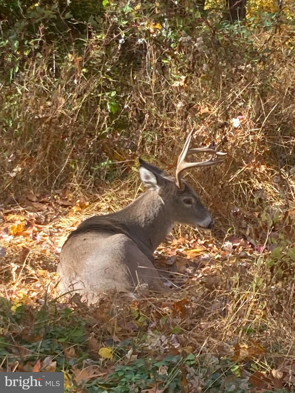 230 Jug Hollow Road Phoenixville, PA 19460 - Photo 47 of 60 a view of back yard of a house