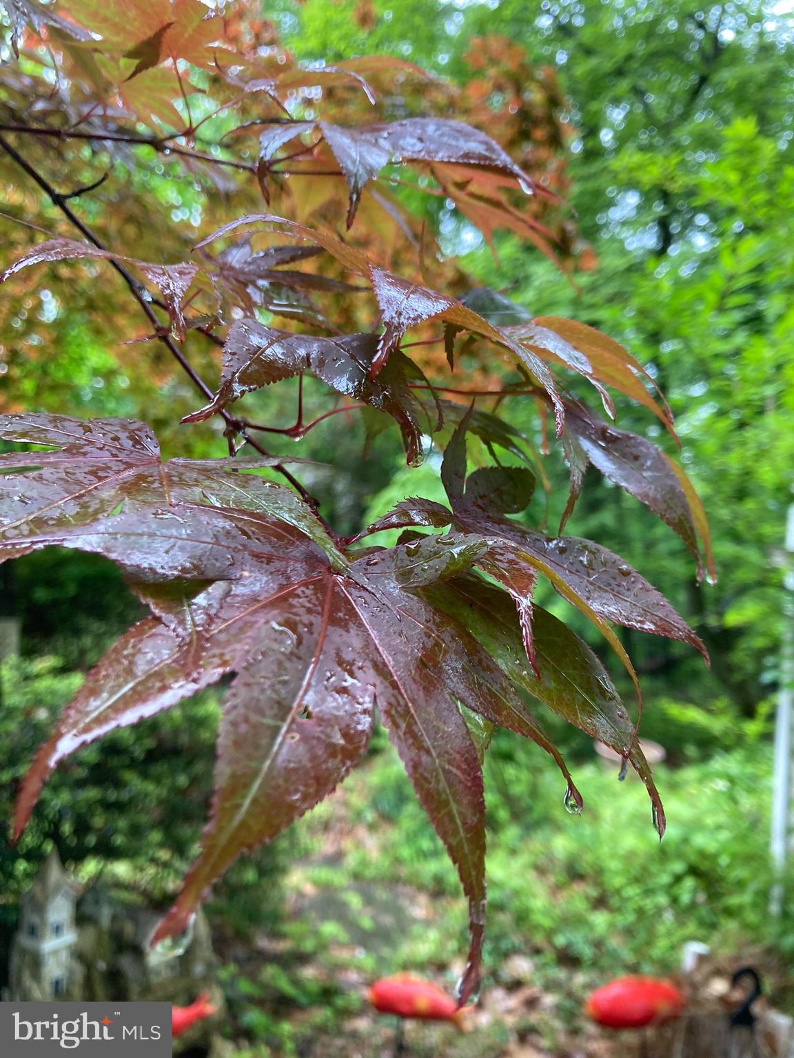 230 Jug Hollow Road Phoenixville, PA 19460 - Photo 54 of 60 a view of a tree