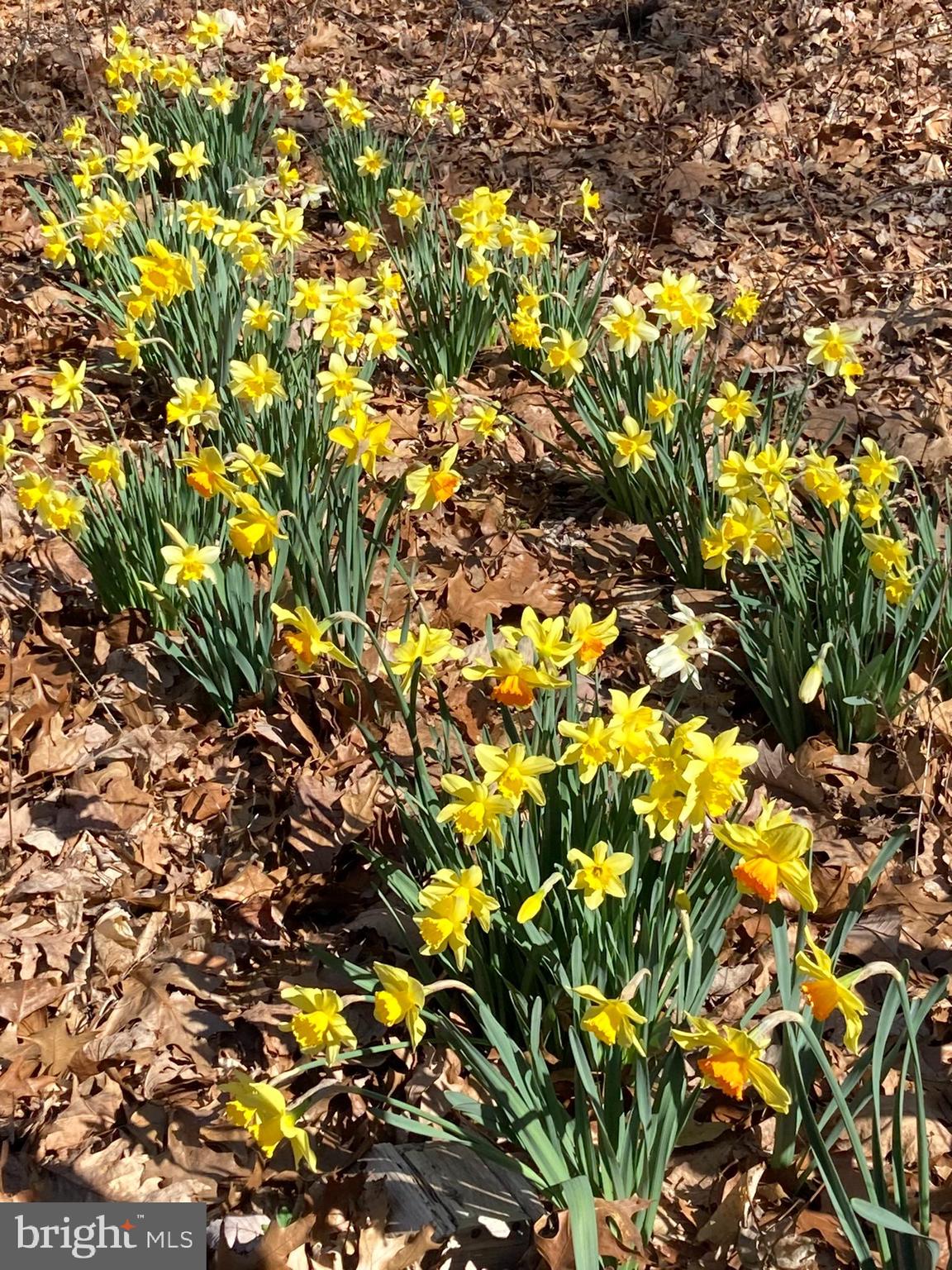 230 Jug Hollow Road Phoenixville, PA 19460 - Photo 55 of 60 a view of a tree