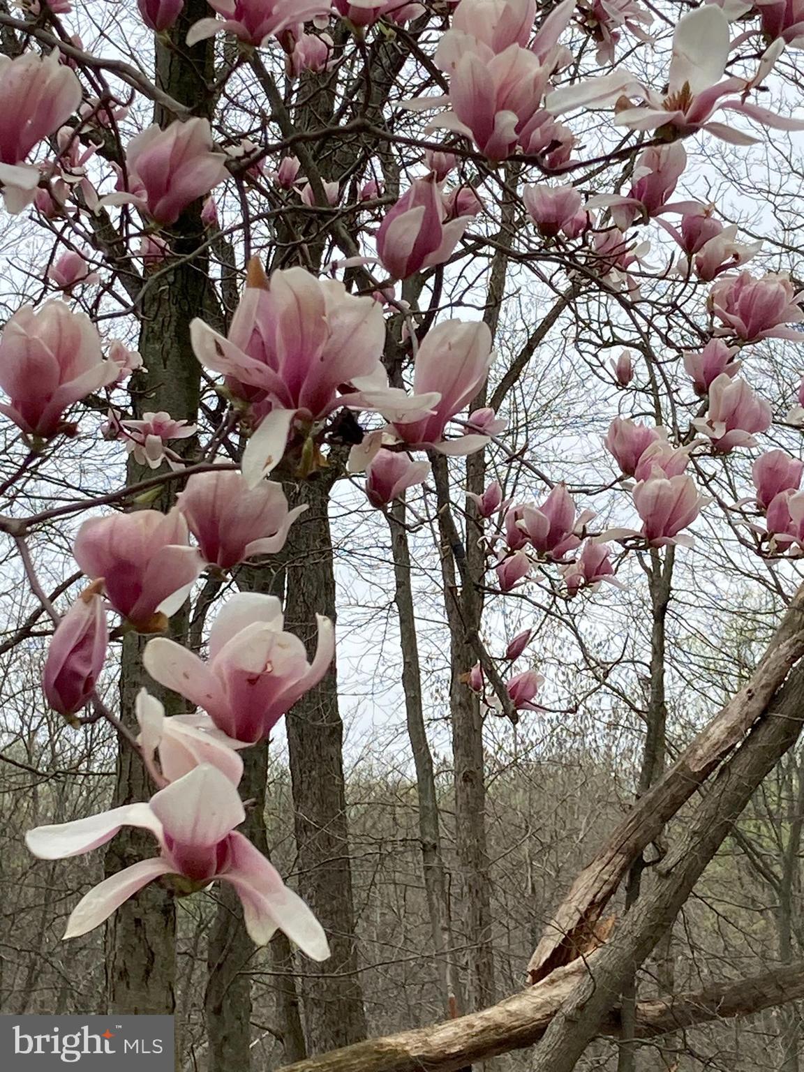 230 Jug Hollow Road Phoenixville, PA 19460 - Photo 56 of 60 a picture of tree