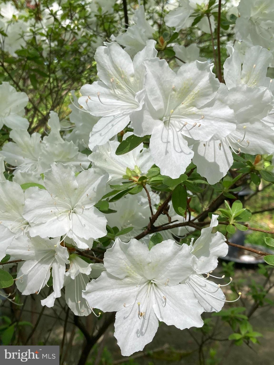 230 Jug Hollow Road Phoenixville, PA 19460 - Photo 57 of 60 a white vase with flowers
