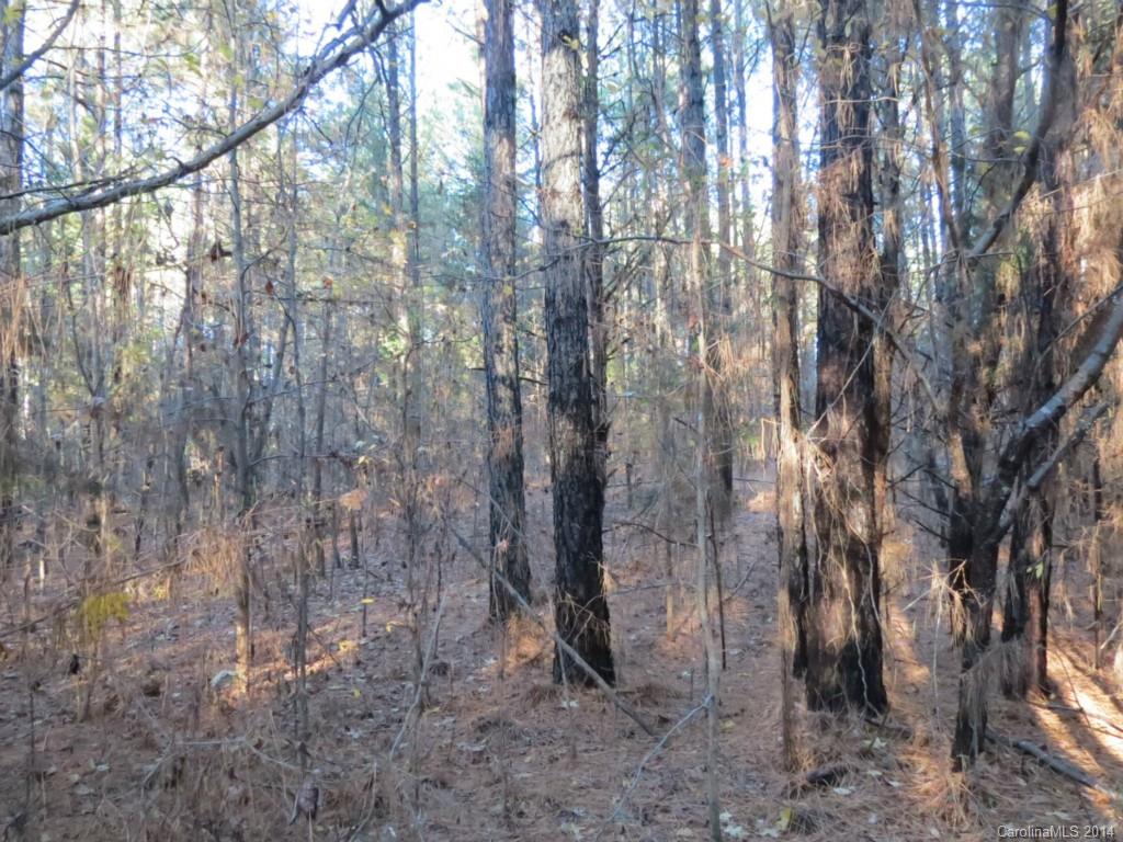 40.38-ac 40.38-ac Simpson Road McConnells, SC 29726 - Photo 2 of 20 a view of a forest with large trees