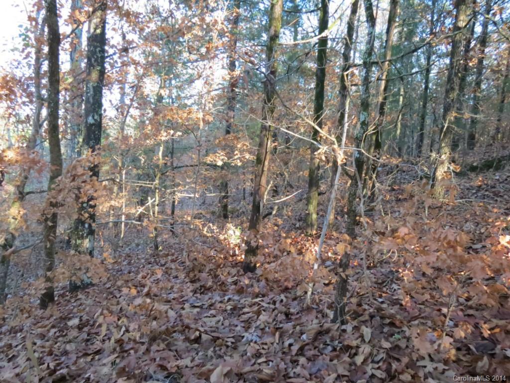 40.38-ac 40.38-ac Simpson Road McConnells, SC 29726 - Photo 15 of 20 a view of a forest with lots of trees