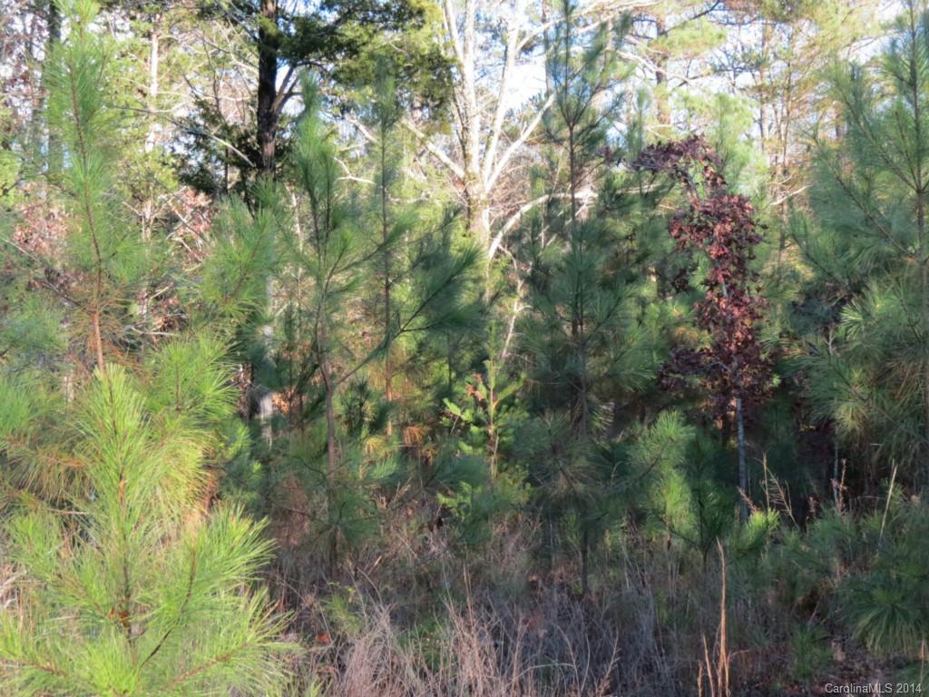 40.38-ac 40.38-ac Simpson Road McConnells, SC 29726 - Photo 8 of 20 a view of a forest with a tree