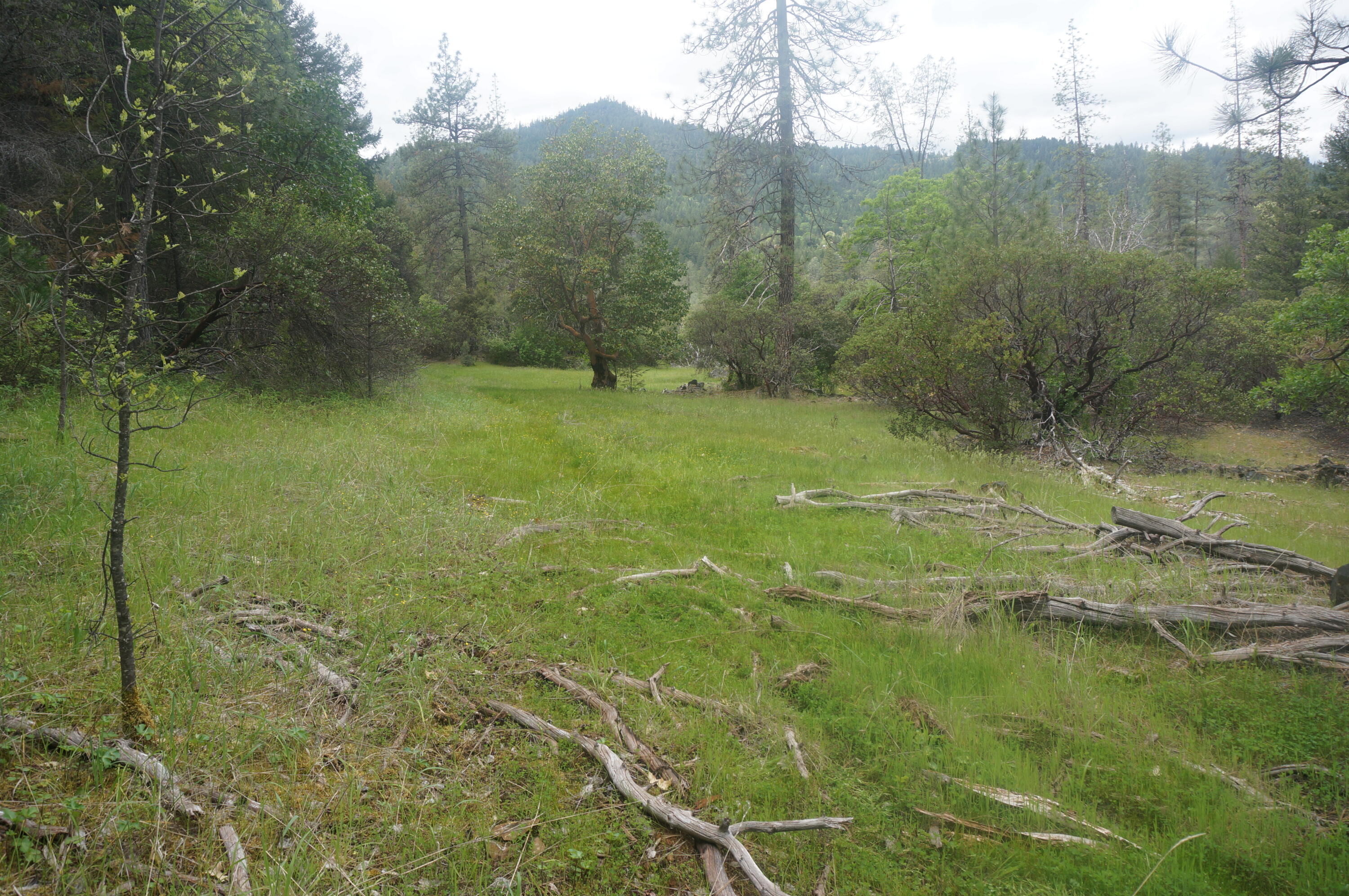 6269 Dutch Creek Road Junction City, CA 96048 - Photo 12 of 33 31.07 acres off Dutch Creek 035