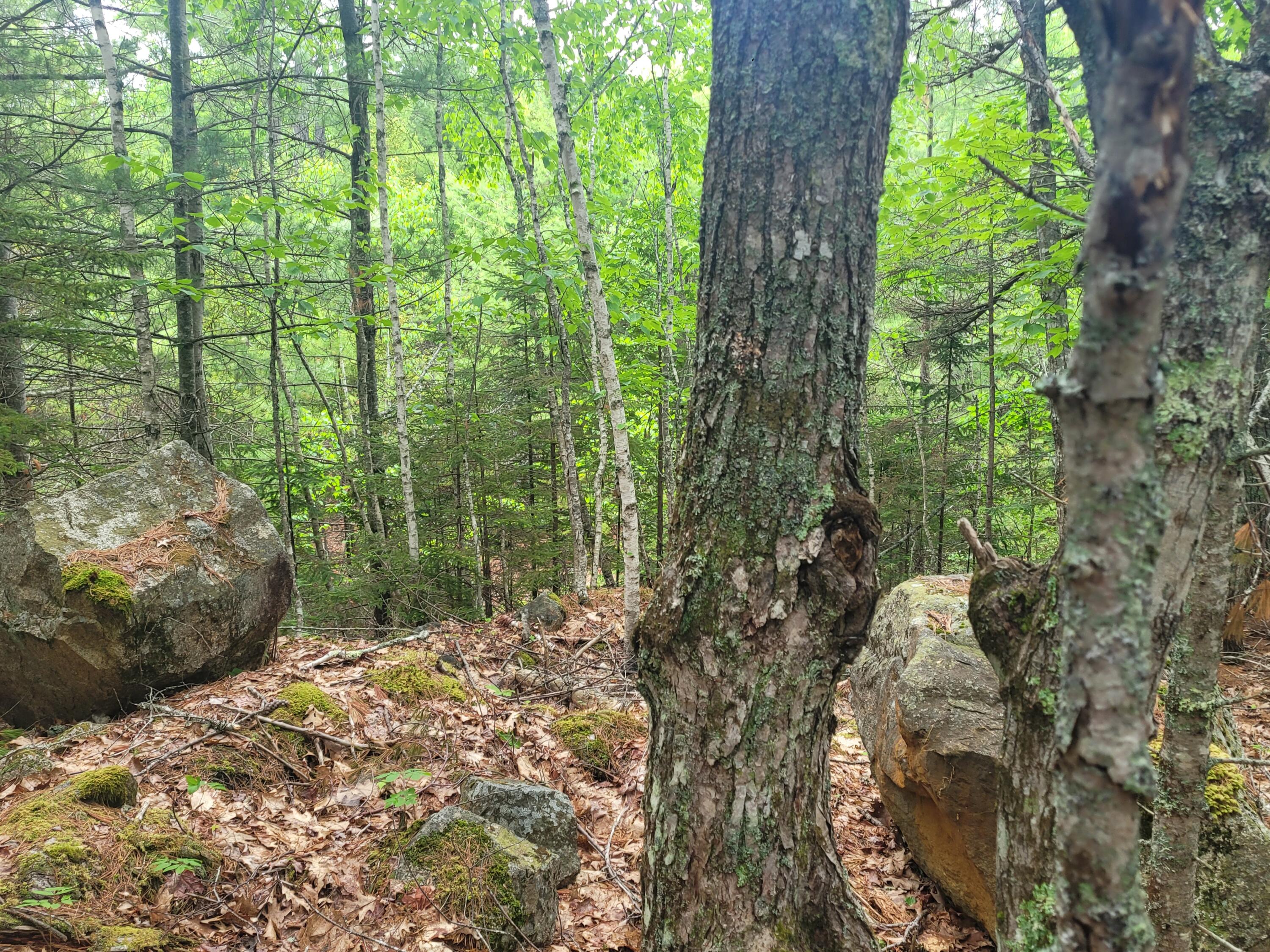 Tbd Grindleville Road Blue Hill, ME 04614 - Photo 15 of 52 Interior of lot