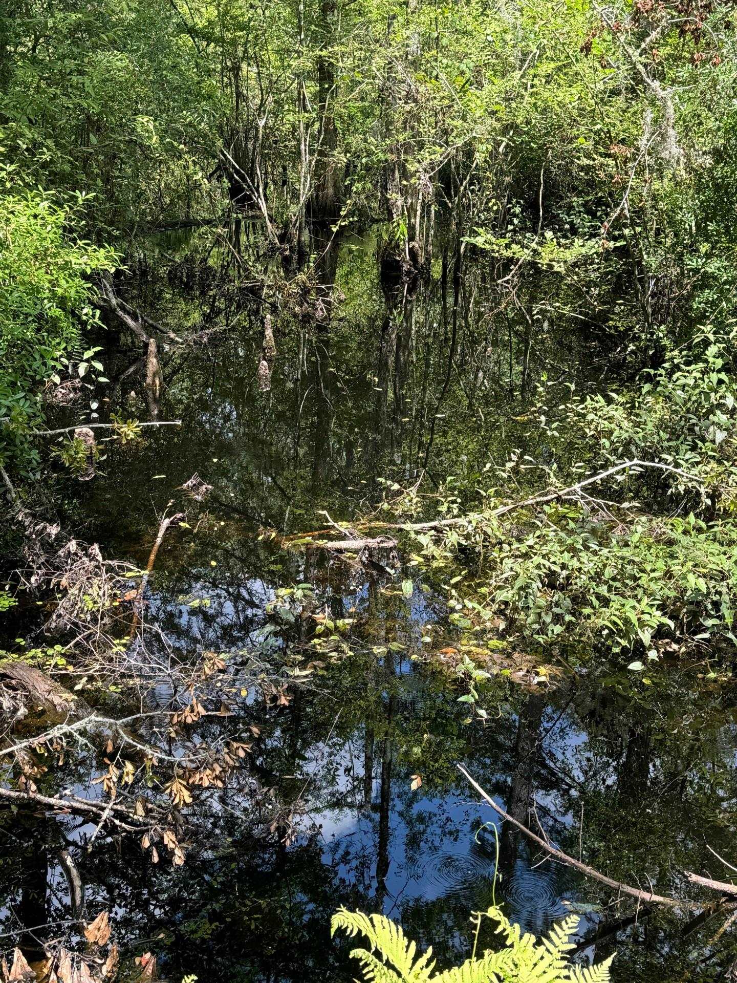 Fallow Road Lamont, FL 32336 - Photo 10 of 12