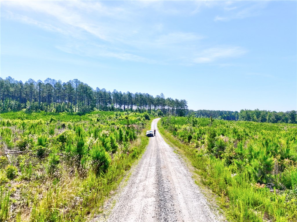 An unpaved road winds through rolling fields and mature pine forests under a clear sky.