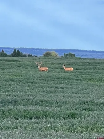 a view of a yard with plants and large trees