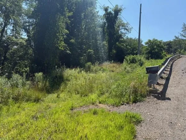 a view of a garden with plants