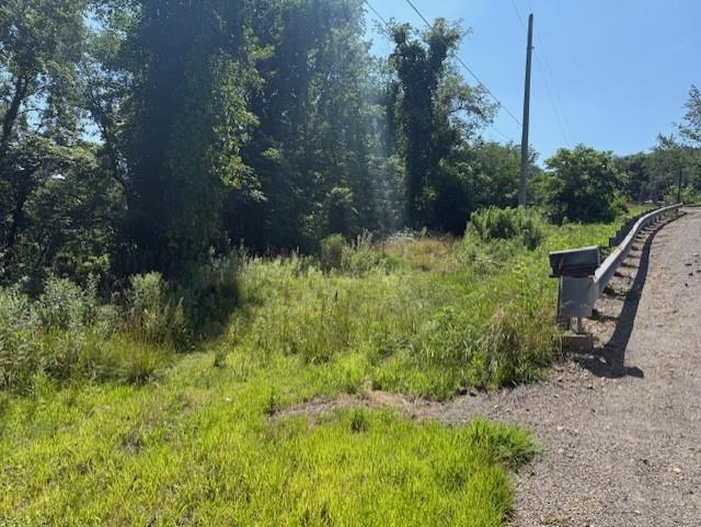 a view of a garden with plants