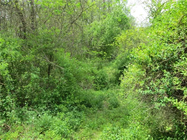 a view of a lush green forest