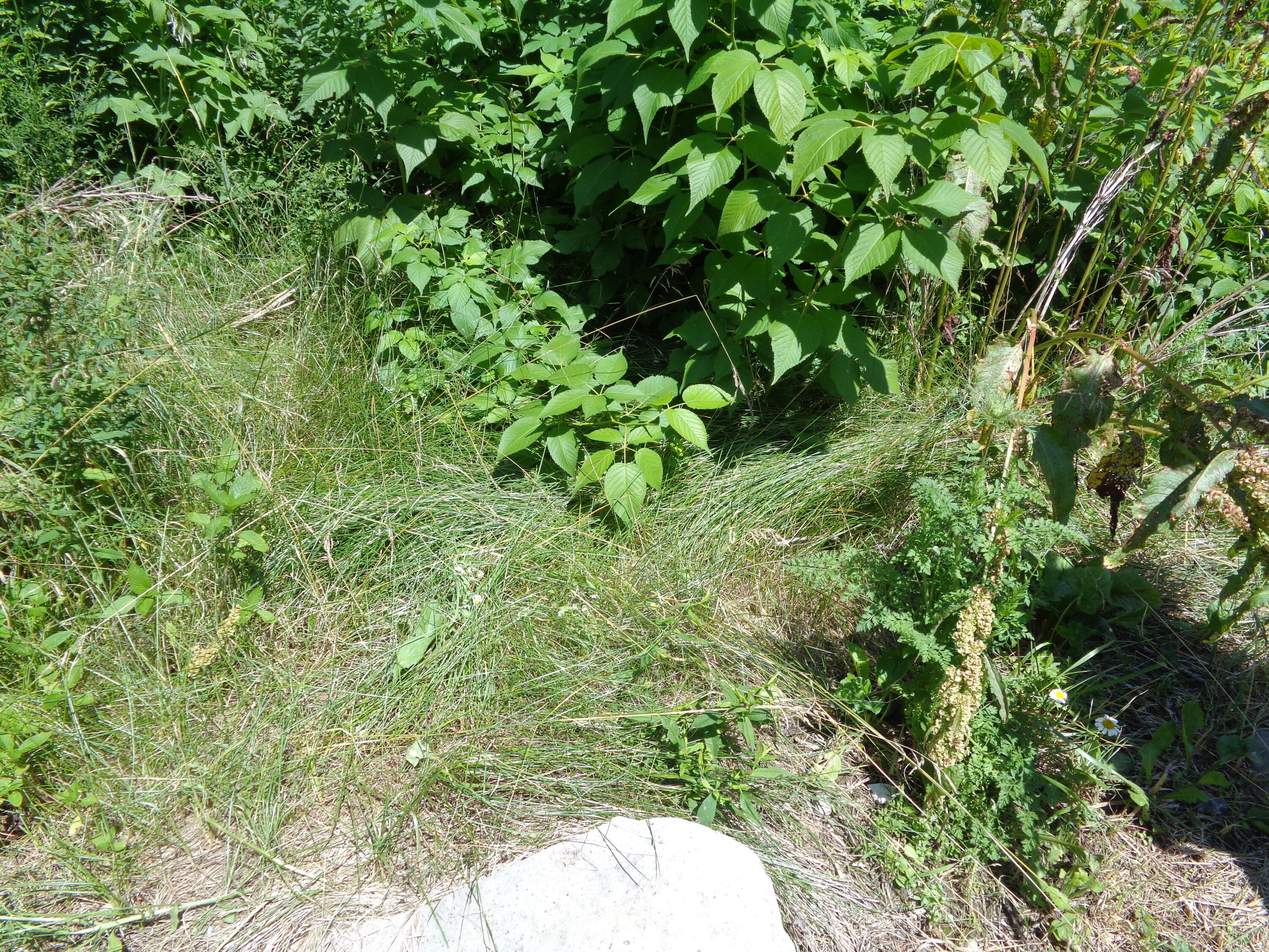 1181 Happytown Road Ellsworth, ME 04605 - Photo 39 of 56 Gardens