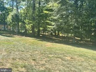 a close up of a tree