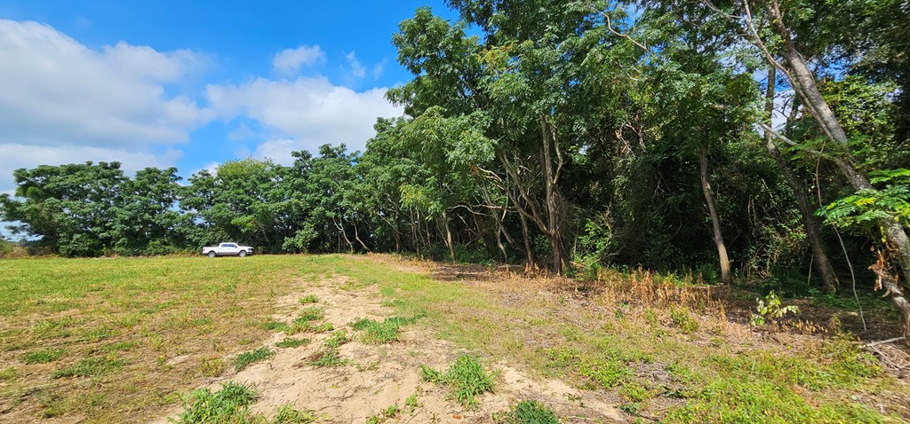 10.69-acres Summer Road Slocomb, AL 36375 - Photo 20 of 51