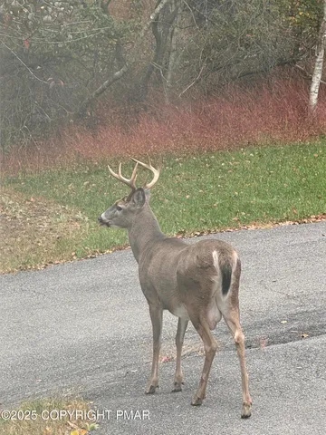 a view of a yard with an outdoor space