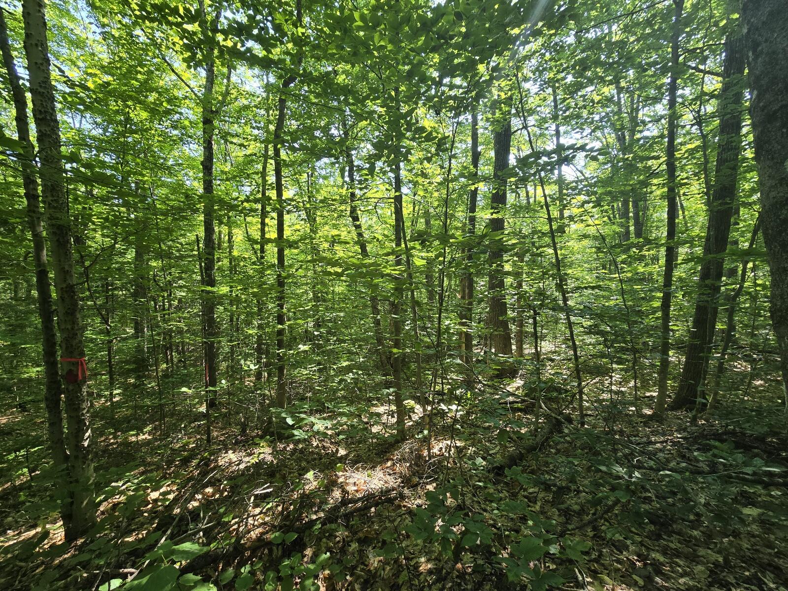Lot 67 Temple Road Temple, ME 04984 - Photo 13 of 37 20260629_092357
