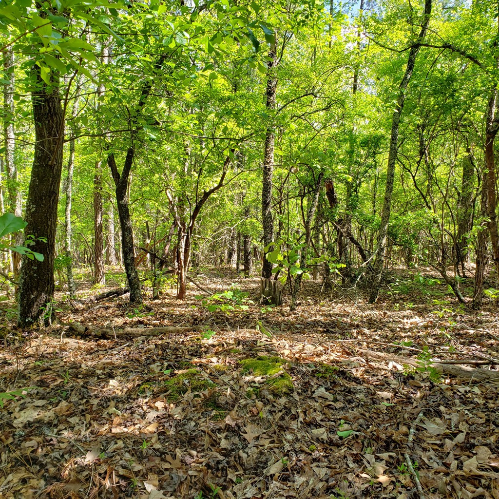 Lot 15 Dairy Road Monetta, SC 29105 - Photo 2 of 10