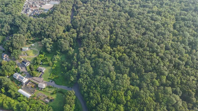 a view of a forest that has a tree