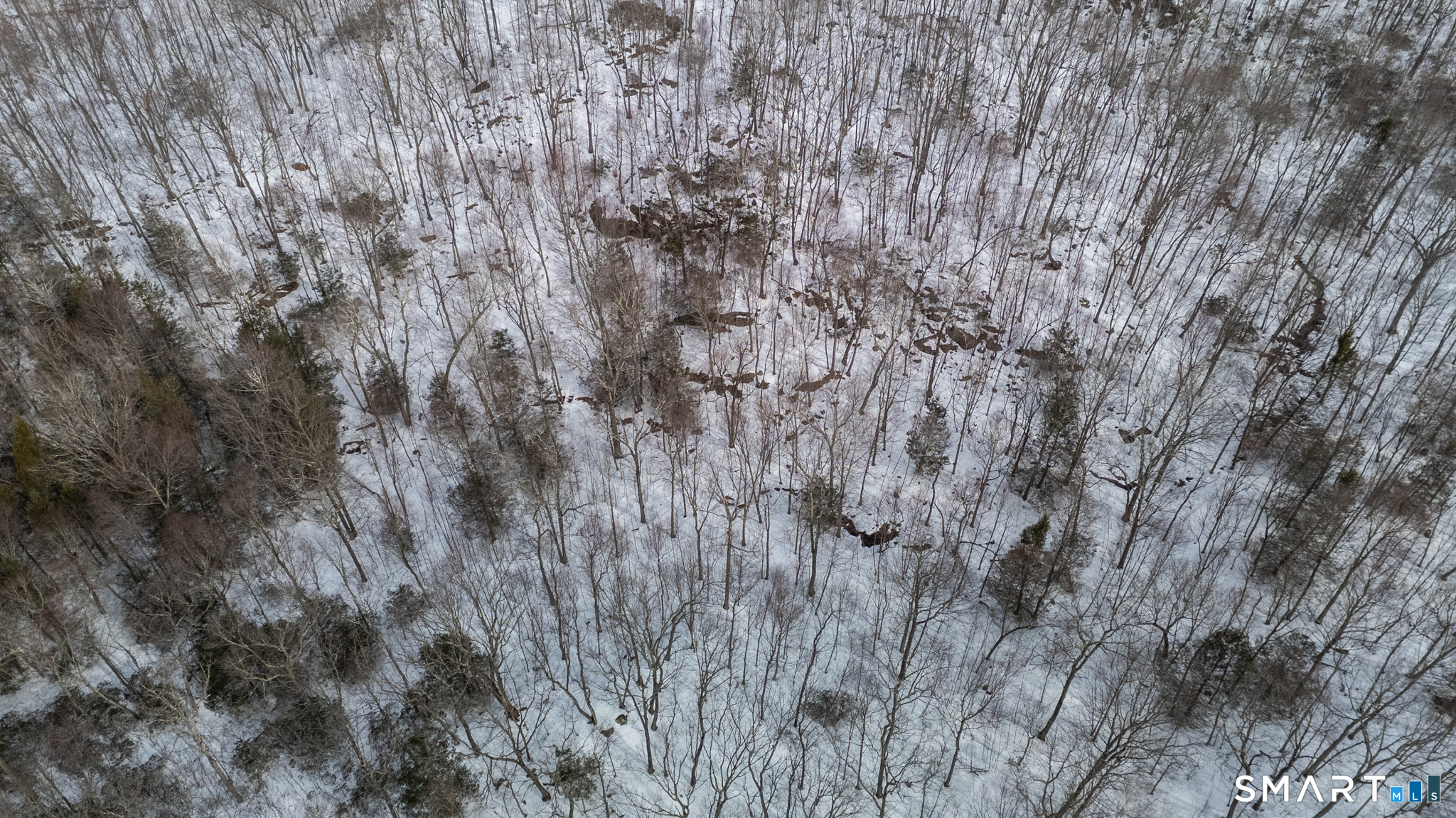 Frost Bridge Road Watertown, CT 06779 - Photo 35 of 40 a close up of a plant in a forest