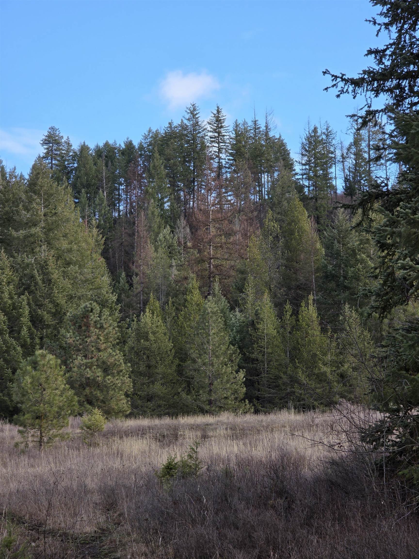 2477 Cedonia-Addy Road Addy, WA 99101 - Photo 40 of 50