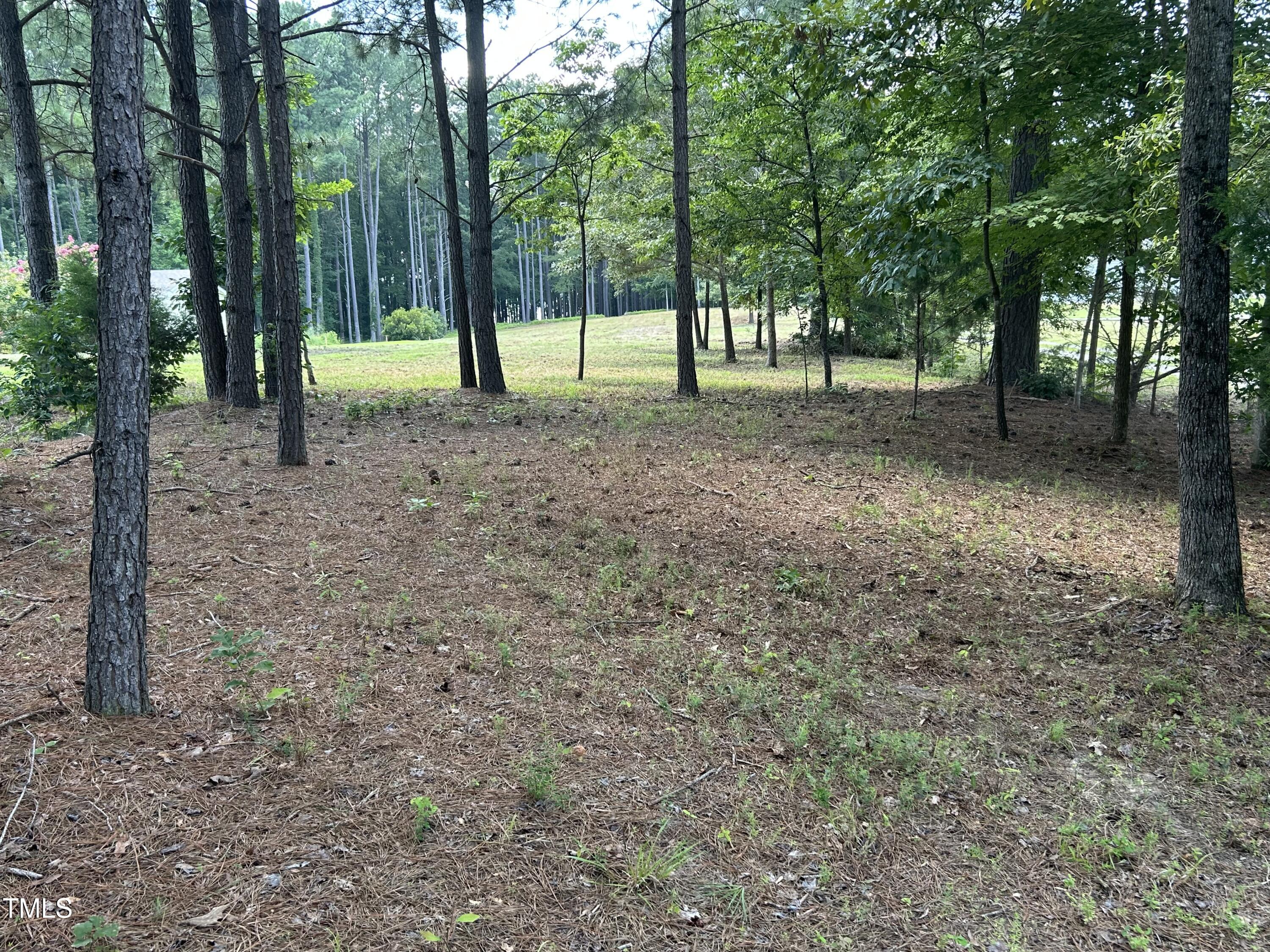 317 Doc Lane Manson, NC 27553 - Photo 7 of 22 a view of some trees in the forest