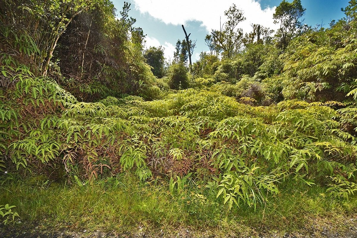 11-1863 Kolea Street Mountain View, HI 96771 - Photo 1 of 16 a view of a large yard with plants and large trees