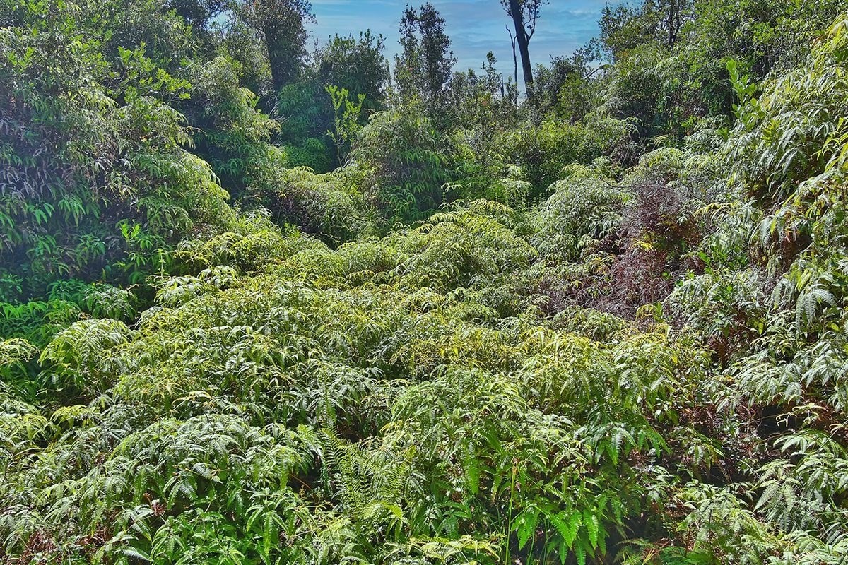 11-1863 Kolea Street Mountain View, HI 96771 - Photo 13 of 16 an aerial view of residential house with outdoor space and trees all around