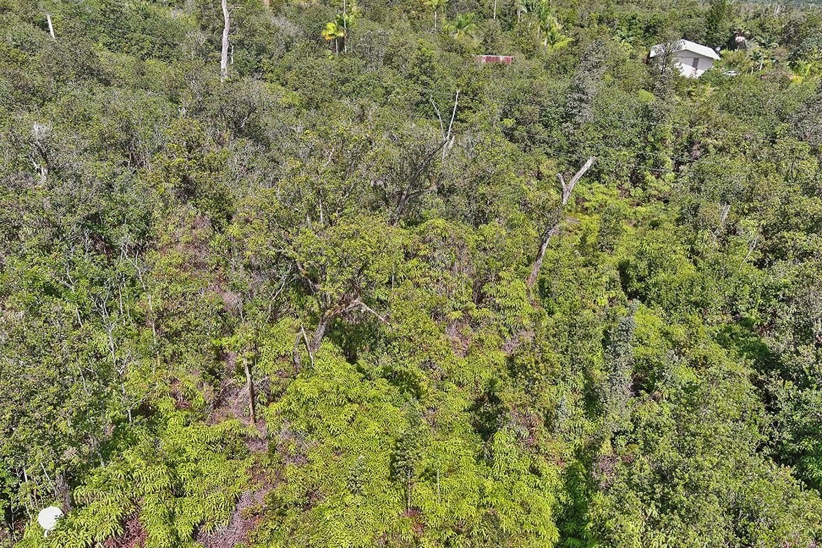 11-1863 Kolea Street Mountain View, HI 96771 - Photo 9 of 16 a view of a big yard with plants and large trees