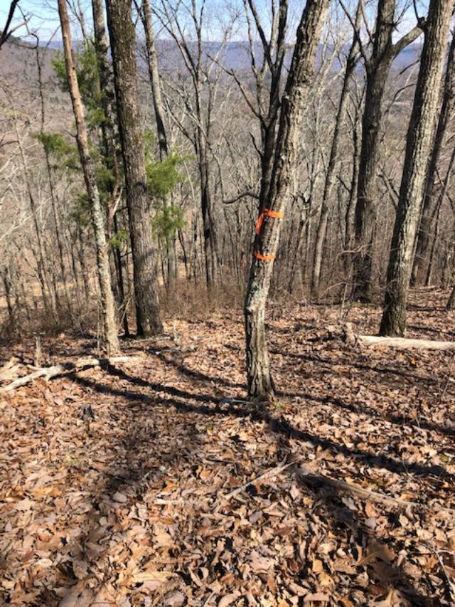0 Dugan Loop Trenton, GA 30752 - Photo 15 of 16 Dugan Loop Marker on tree