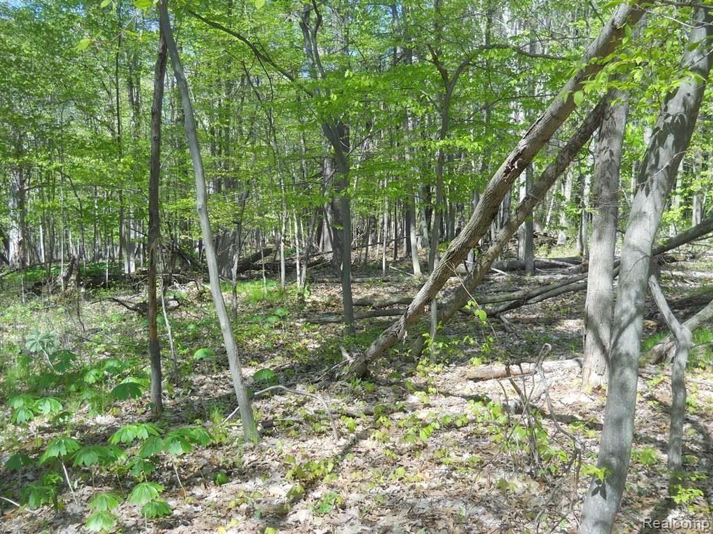 3321 Bishop Road Dryden, MI 48428 - Photo 22 of 27 Another view of woods while walking back to water.