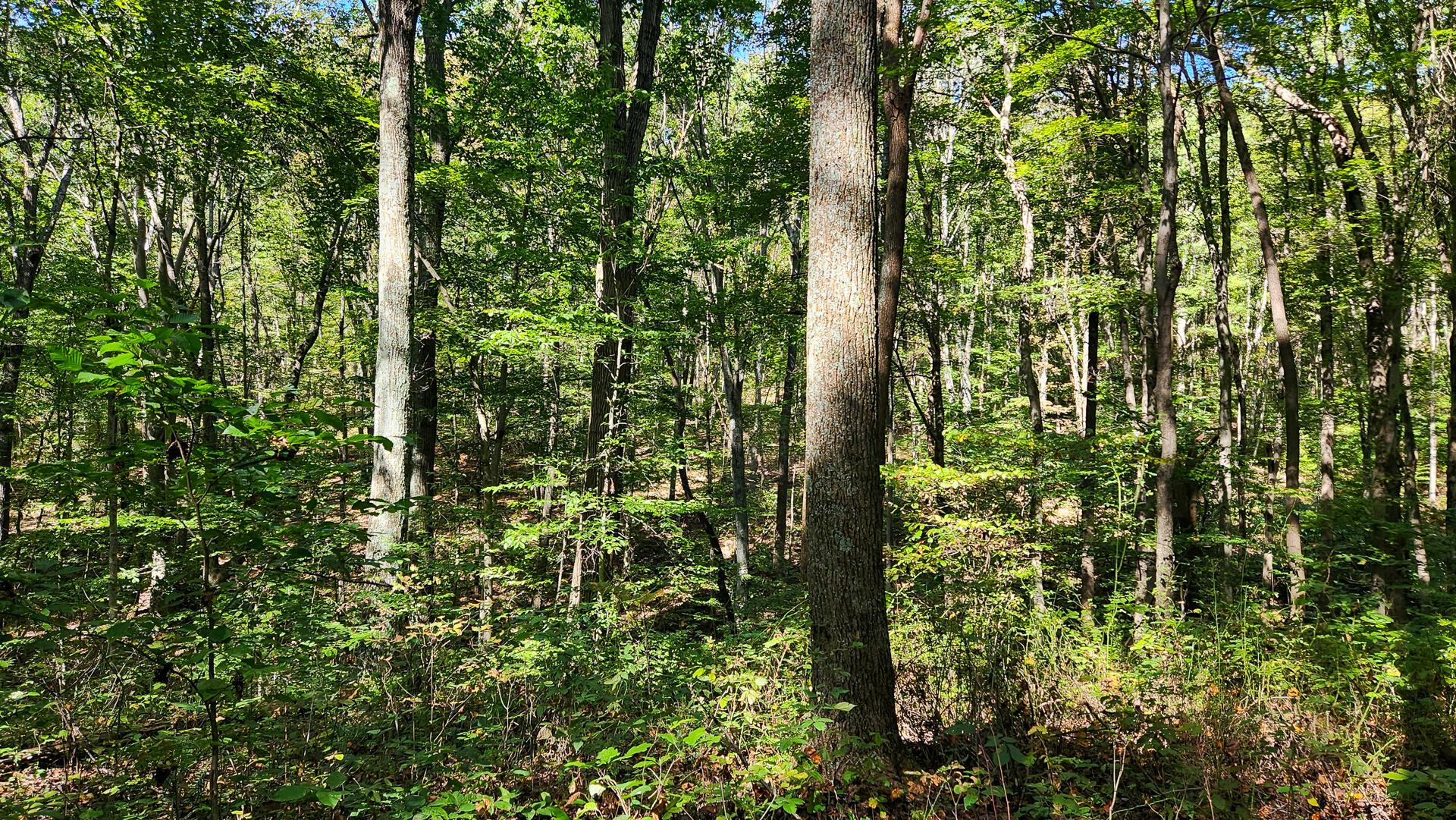 871 Poplar Ridge Road, Unit PONDS POPLAR RIDGE TRACT 13) Gallipolis, OH 45631 - Photo 25 of 36 CT-25
