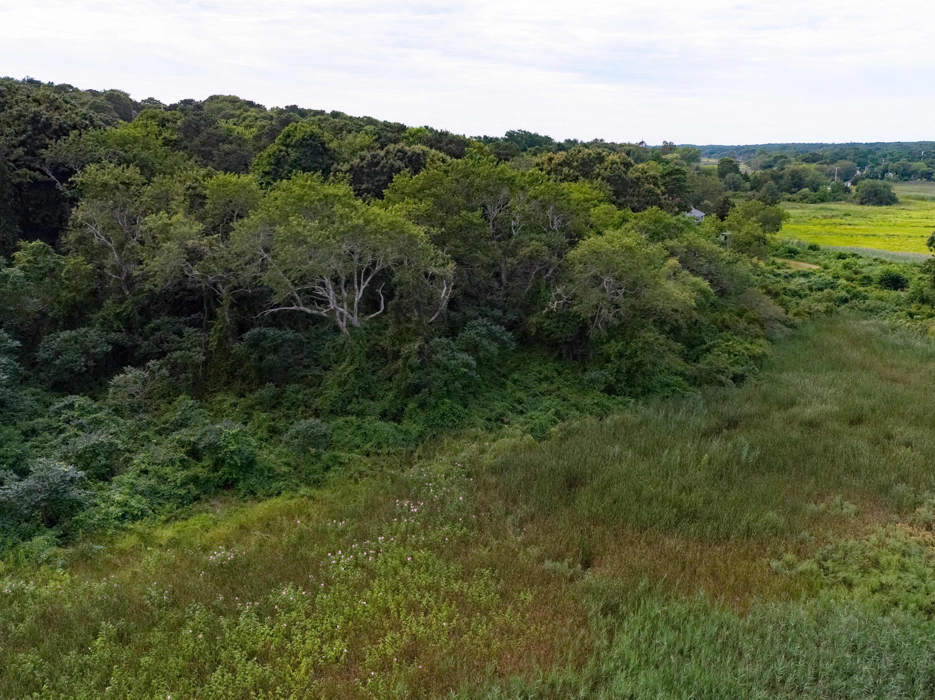 134 Main Street West Barnstable, MA 02668 - Photo 4 of 6 a view of a lush green forest with trees and some houses