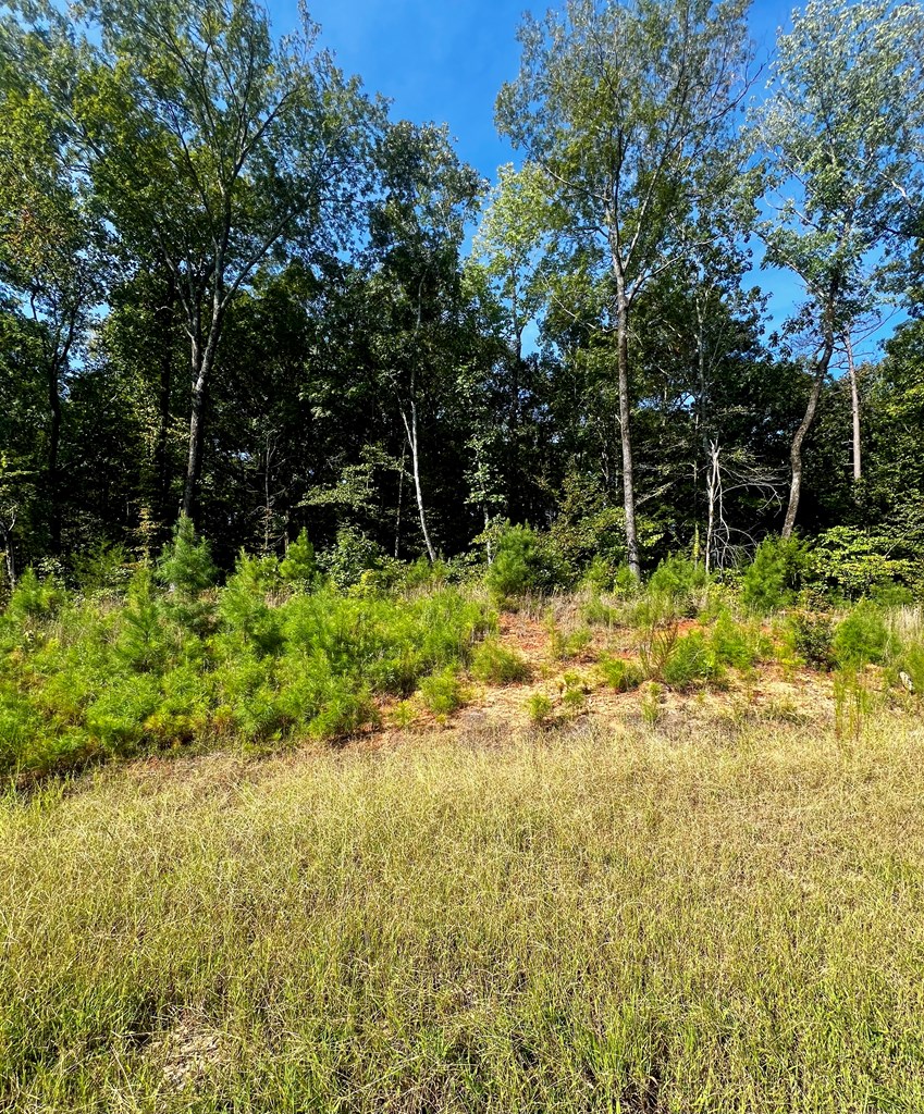 511 Sweetwater Drive Cataula, GA 31804 - Photo 2 of 6 a backyard of a house with lots of green space