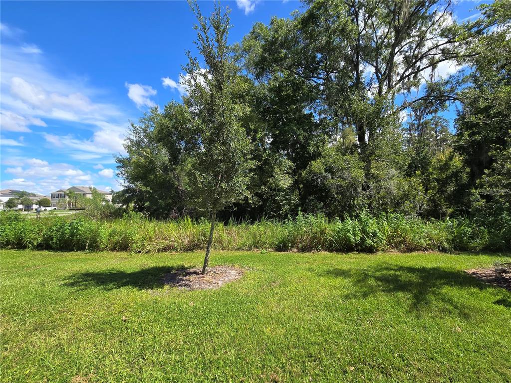 32803 Pez Landing Lane Wesley Chapel, FL 33543 - Photo 23 of 23 a view of garden with trees