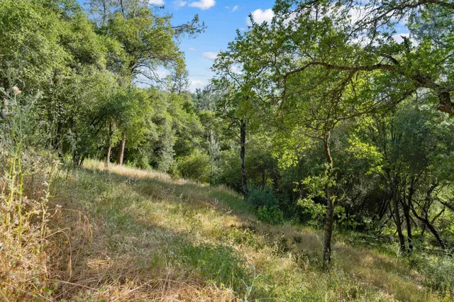 a view of a forest with a tree