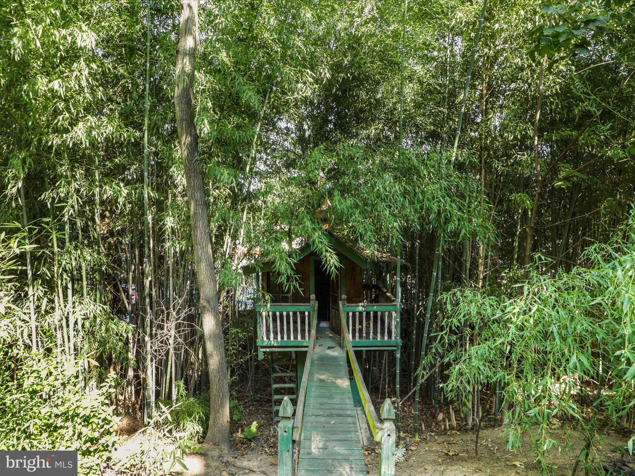 3309 20th Road North Arlington, VA 22207 - Photo 47 of 63 Tree house