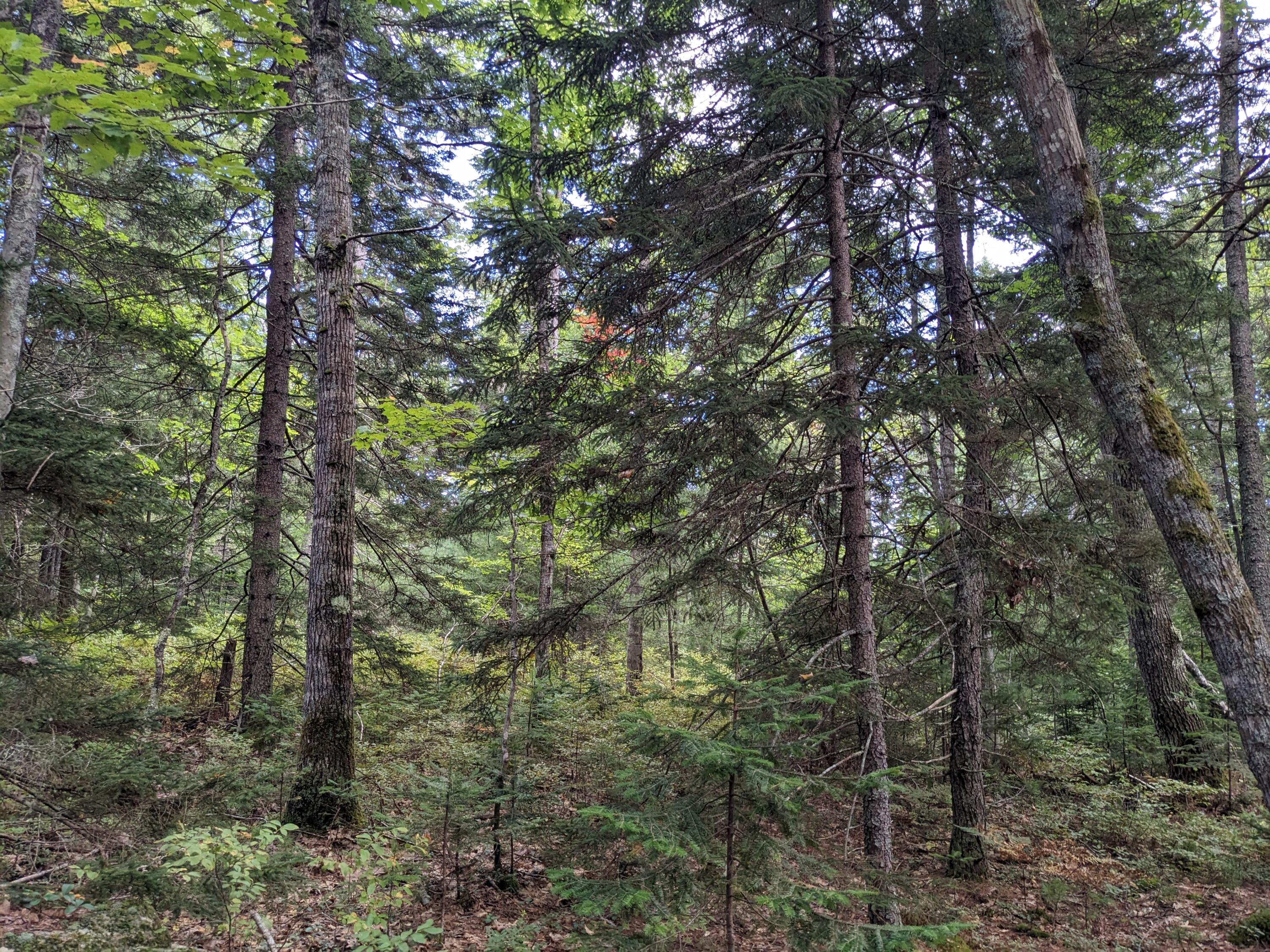 Lot 48 Matthews Road Boothbay, ME 04537 - Photo 3 of 4 3